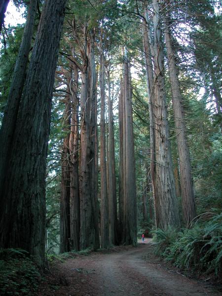 Tall Trees